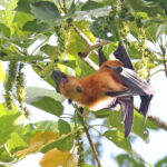 Great Flying Fox (image by János Oláh)