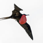 Great Frigatebird (image by Pete Morris)