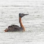 Great Grebe (image by Pete Morris)