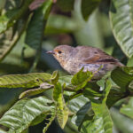 Green Warbler-Finch (image by Pete Morris)