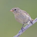 Grey (Espanola) Warbler-Finch (image by Pete Morris)