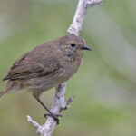 Grey (Genevosa) Warbler-Finch (image by Pete Morris)