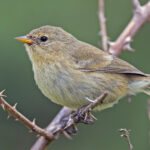 Grey (San Cristobal) Warbler-Finch (image by Pete Morris)