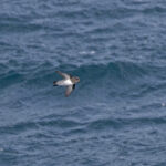 Grey-backed Storm Petrel (image by Pete Morris)
