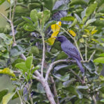 Grey-capped Cicadabird (image by Pete Morris)