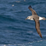 Grey-headed Albatross (image by Pete Morris)