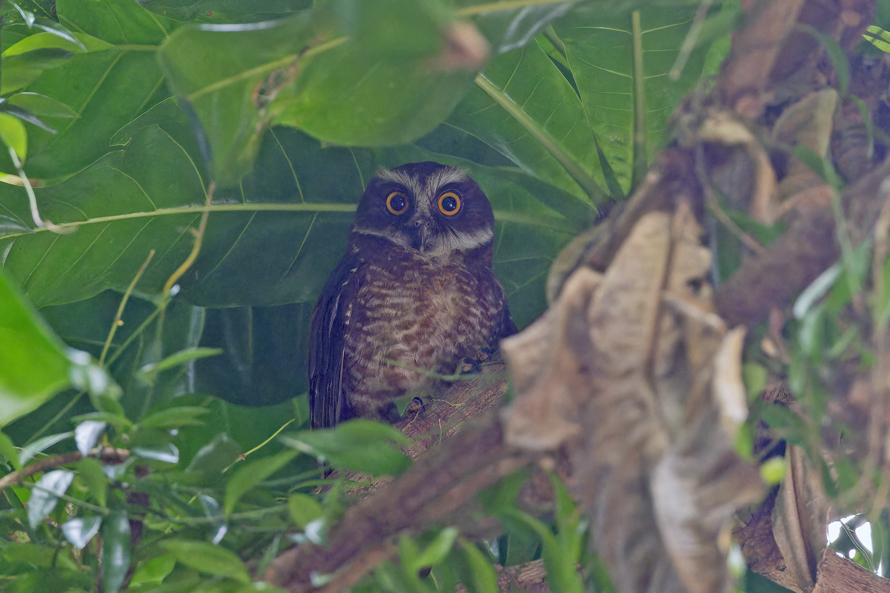 Guadalcanal Owl (image by Pete Morris)