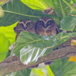 Guadalcanal Owls (image by Pete Morris)