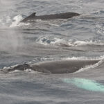Humpback Whales (image by Pete Morris)