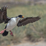 Imperial Shag (image by Pete Morris)