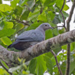 Island Imperial Pigeon (image by Pete Morris)