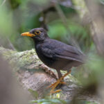 Vanikoro Island Thrush (image by Pete Morris)