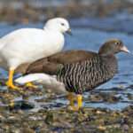 Kelp Geese (image by Pete Morris)
