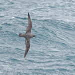 Kerguelen Petrel (image by Pete Morris)