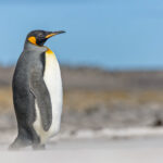 King Penguin (image by Pete Morris)