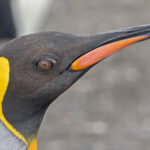 King Penguin (image by Pete Morris)