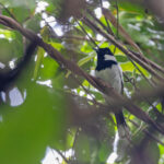 Kolombangara Monarch (image by Pete Morris)