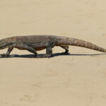 Komodo Dragon (image by Craig Robson)