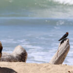 Komodo Beach (image by Dawn Brown)