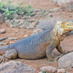 Land Iguana (image by Pete Morris)