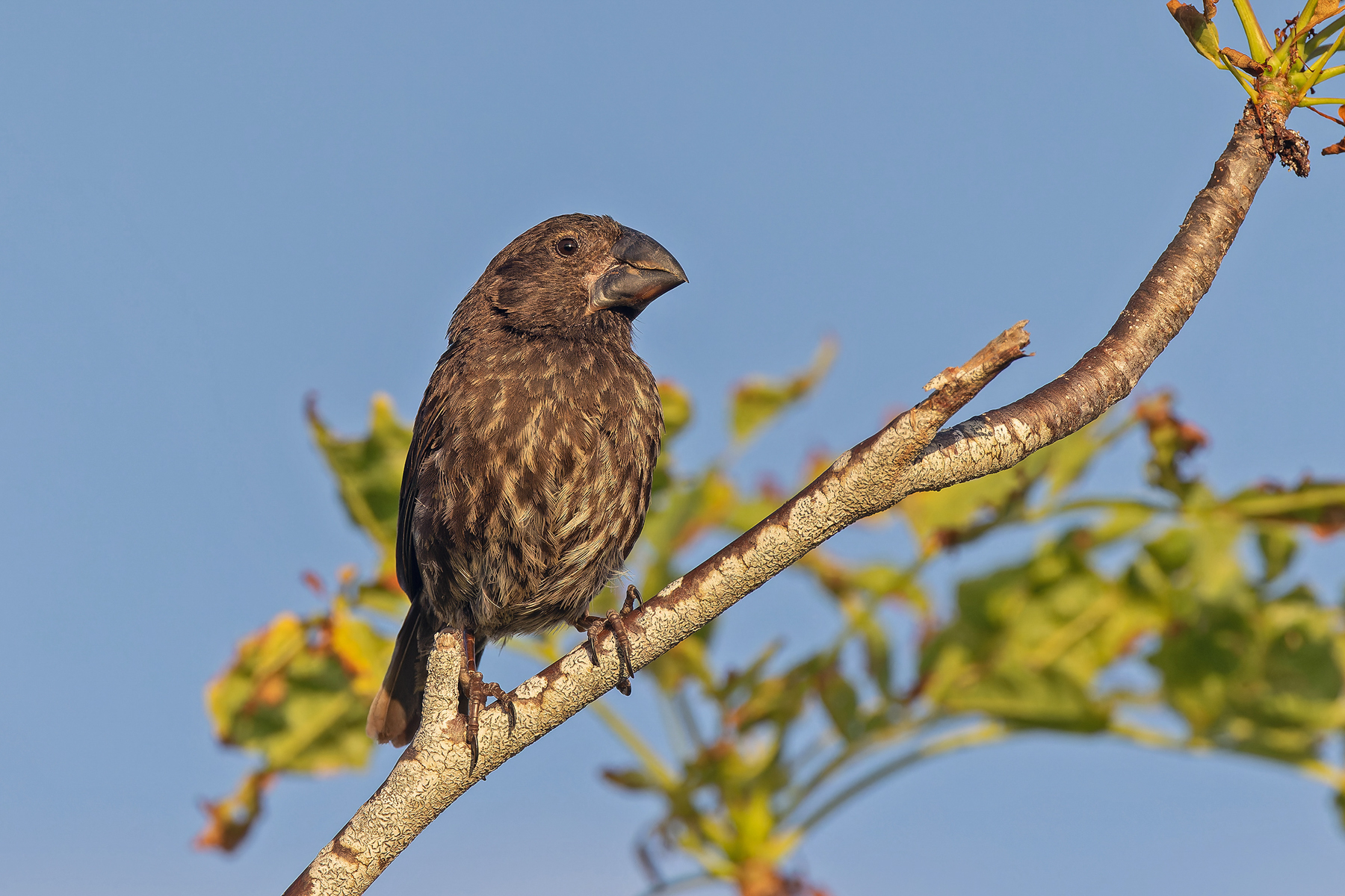 Large Ground Finch (image by Pete Morris)