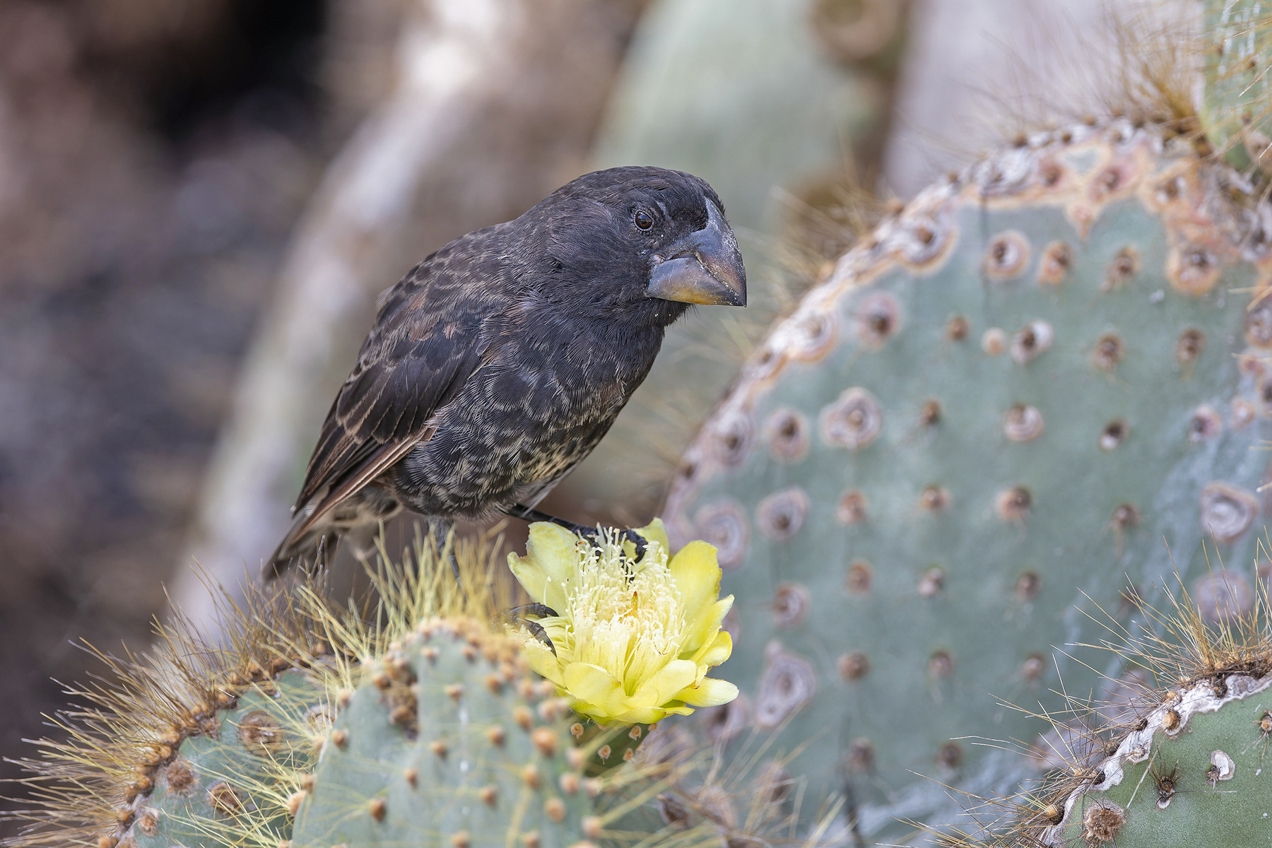 Large Ground Finch (image by Pete Morris)
