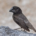 Large Ground Finch (image by Pete Morris)