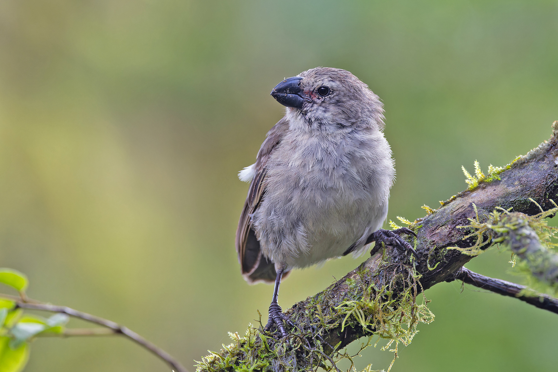 Large Tree Finch (image by Pete Morris)