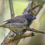Large Tree Finch (image by Pete Morris)