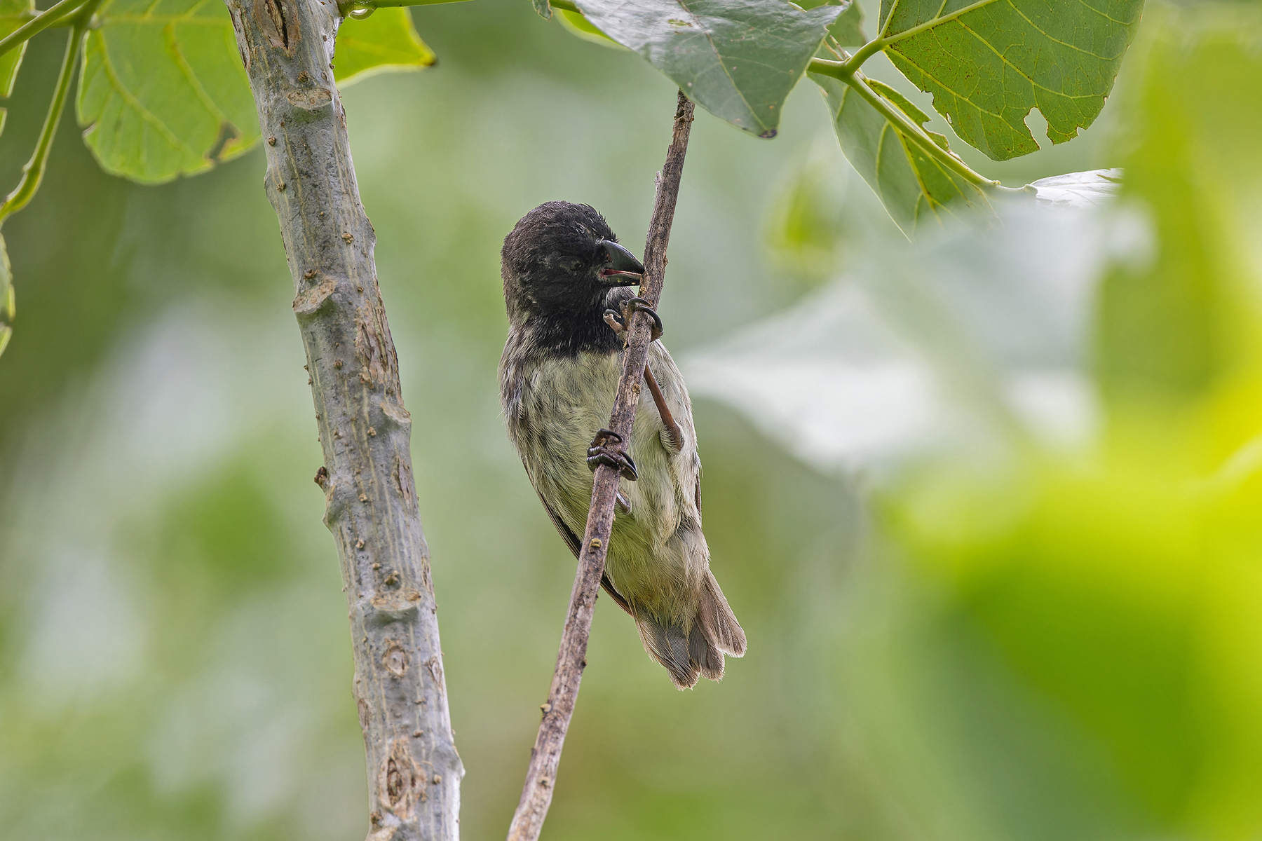 Large Tree Finch (image by Pete Morris)