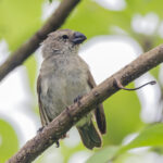 Large Tree Finch (image by Pete Morris)