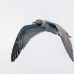 Lava Gull (image by Pete Morris)