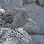 Lava Heron (image by Pete Morris)