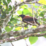 female Lawes's Parotia (image by János Oláh)