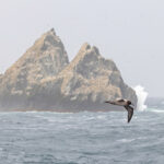 Light-mantled Albatross (image by Pete Morris)