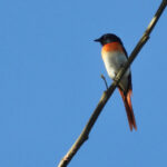 Little Minivet (image by Graeme Wright)