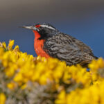 Long-tailed Meadowlark (image by Pete Morris)