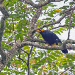 Long-tailed Myna (image by Pete Morris)