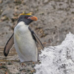 Macaroni Penguin (image by Pete Morris)