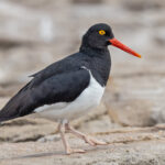 Magellanic Oystercatcher (image by Pete Morris)