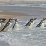 Magellanic Penguins (image by Pete Morris)