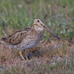 Magellanic Snipe (image by Pete Morris)