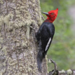 Magellanic Woodpecker (image by Pete Morris)