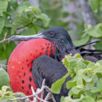 Magnificent Frigatebird (image by Pete Morris)