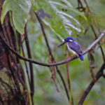 Makira Dwarf Kingfisher (image by Pete Morris)