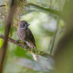Makira Fantail (image by Pete Morris)