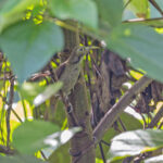 Makira Honeyeater (image by Pete Morris)