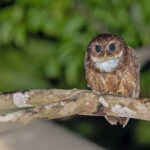 Makira Owl (image by Pete Morris)