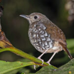 Makira Thrush (image by Pete Morris)