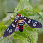 Malaita Moth (image by Pete Morris)